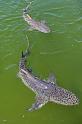 055 Shark Bay, haaien